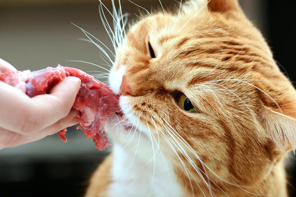 gato carne hipo carnivoro
