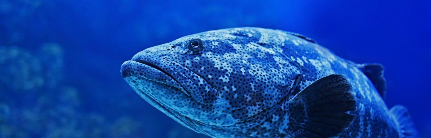 animales vertebrados acuáticos